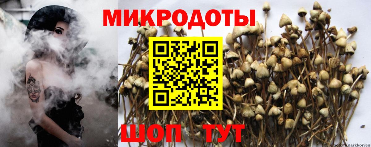 Псилоцибиновые грибы Psilocybine cubensis Апрелевка